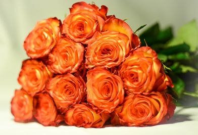 High & Orange Magic, или Хай энд оранж меджик (Роза Хай энд Мэджик), роза супер премиум класса, как и роза Фридом.